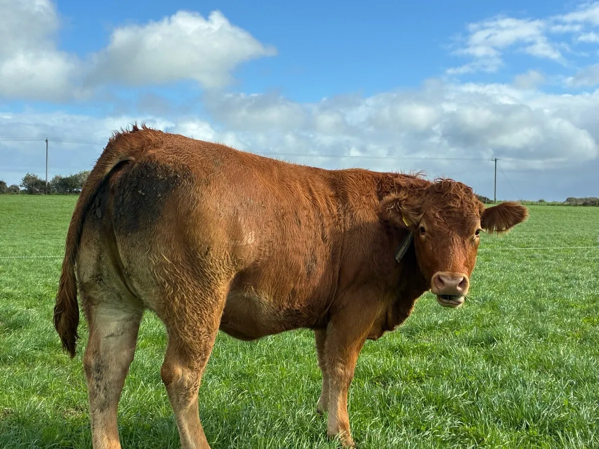 AI Bred Incalf Heifers - Image 4