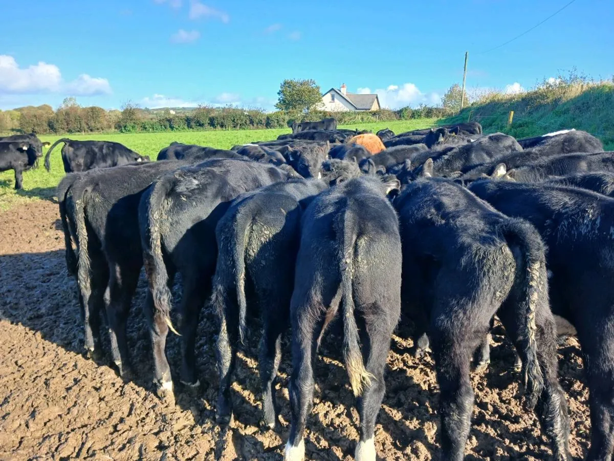 50 ABERDEEN ANGUS BULL WEANLINGS - Image 1