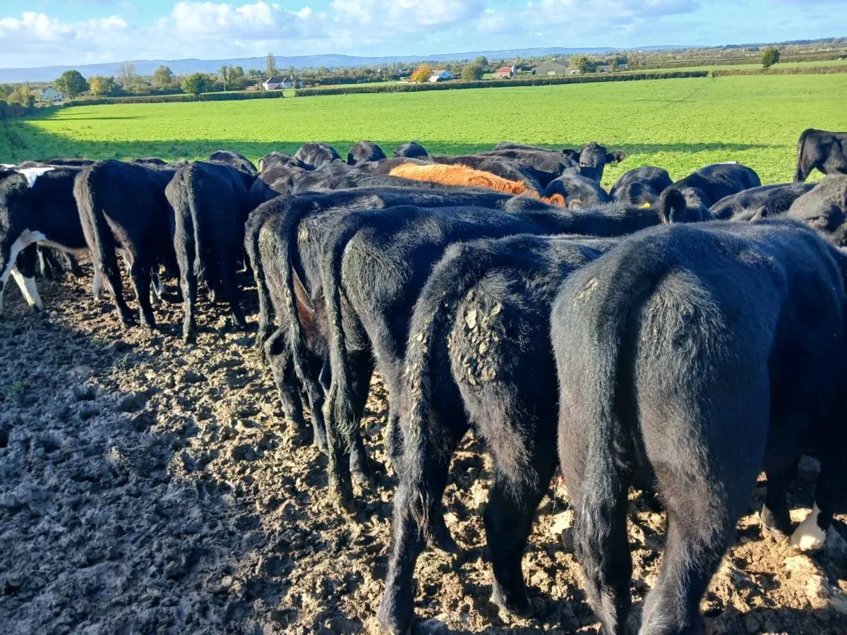 50 ABERDEEN ANGUS BULL WEANLINGS - Image 2