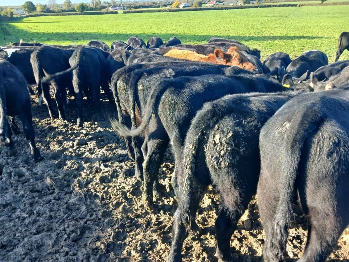 50 ABERDEEN ANGUS BULL WEANLINGS - Image 3