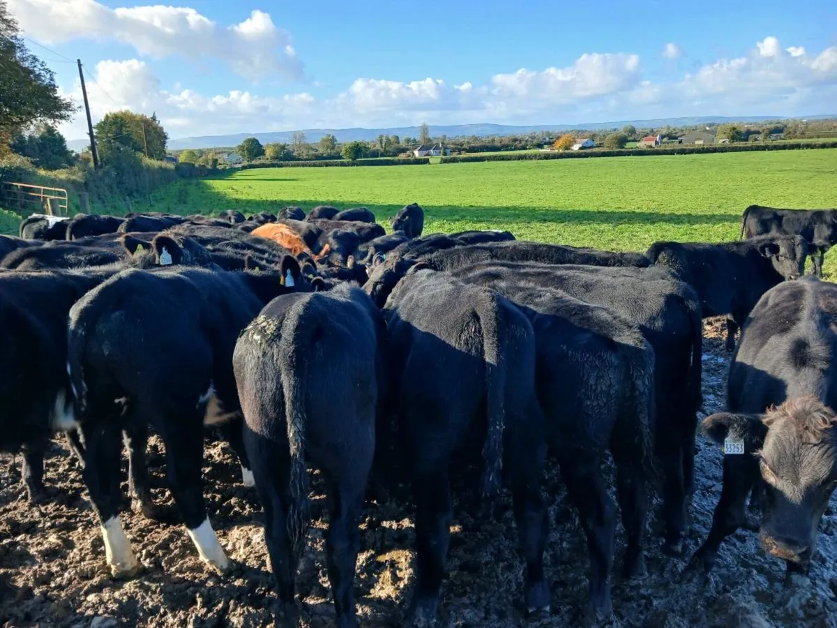 50 ABERDEEN ANGUS BULL WEANLINGS - Image 4