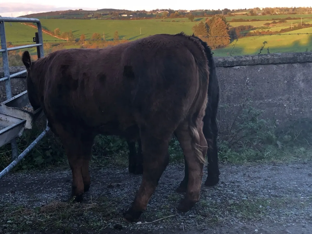 Coloured heifers for sale. - Image 2