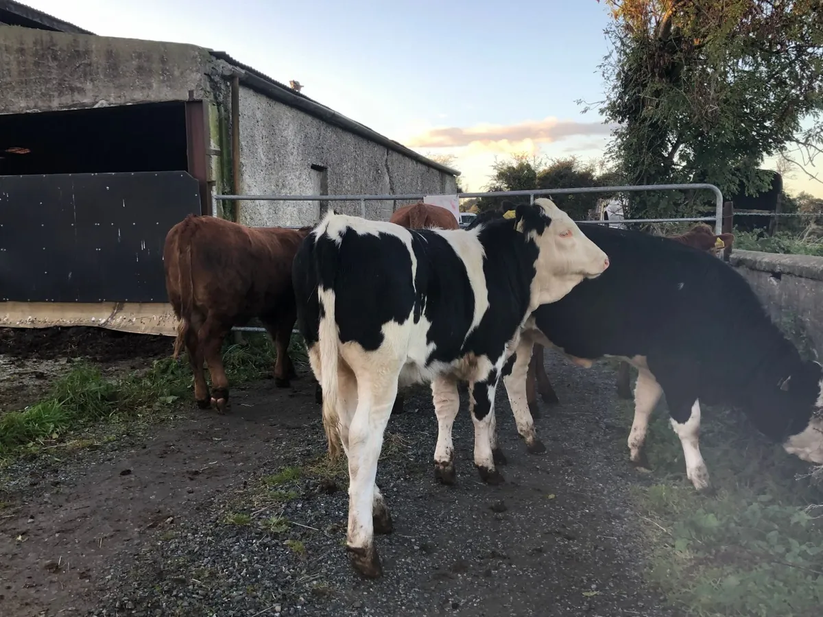 Coloured heifers for sale. - Image 3