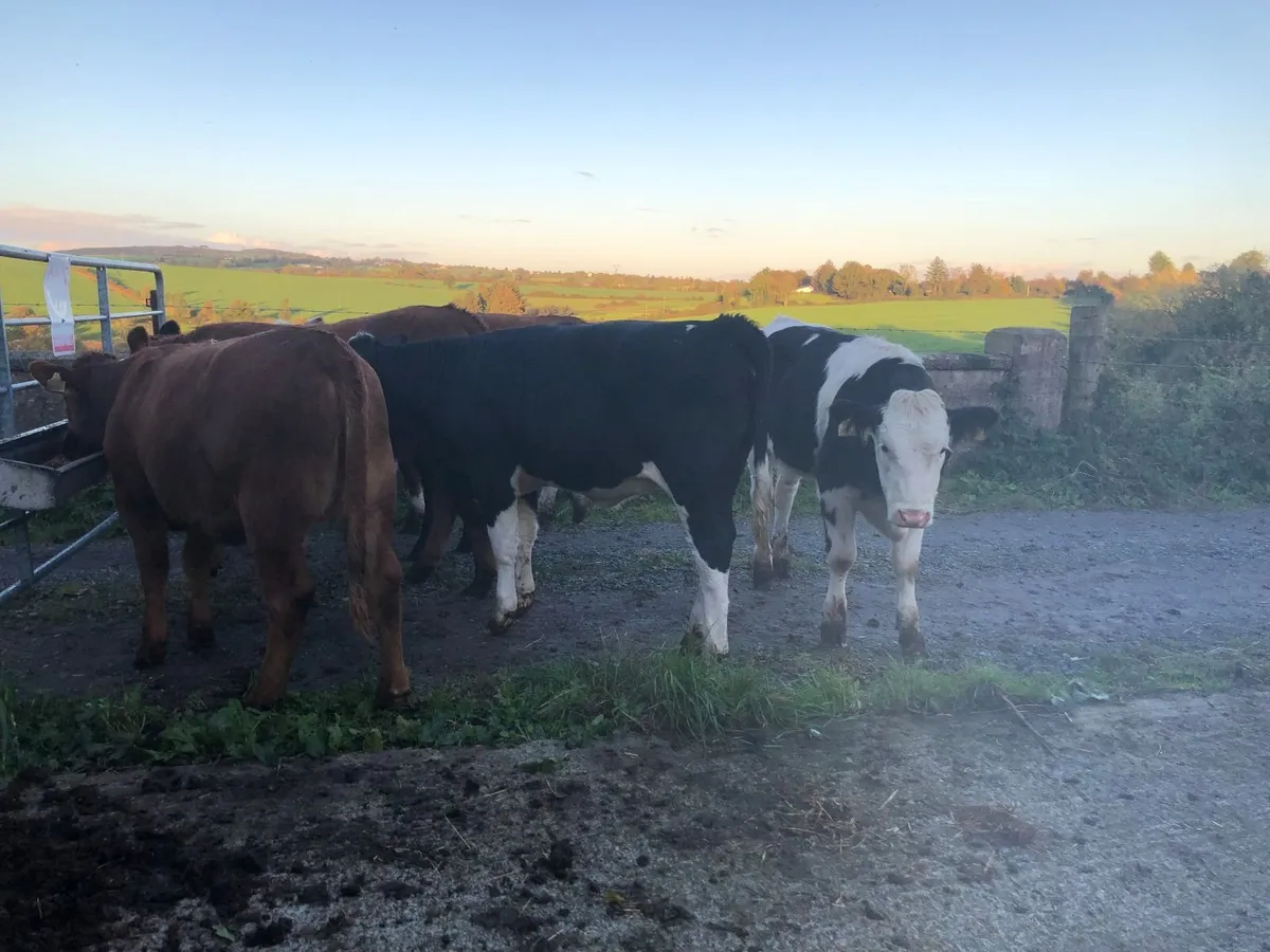 Coloured heifers for sale. - Image 4