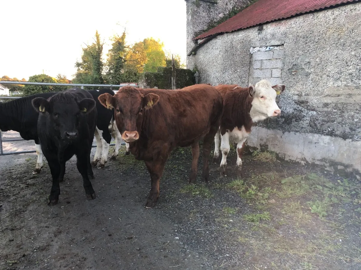 Coloured heifers for sale. - Image 1