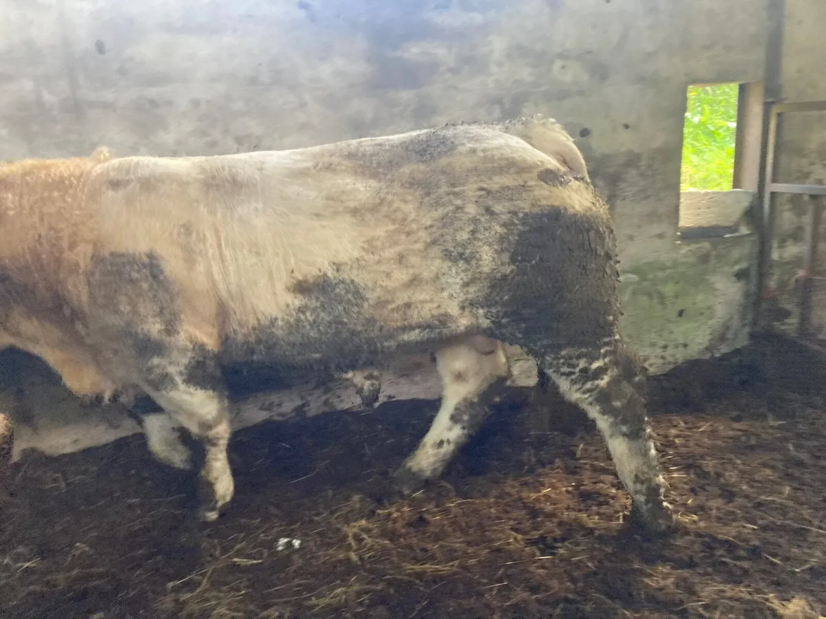 Jupiter x  Pirate Charolais  bull - Image 2