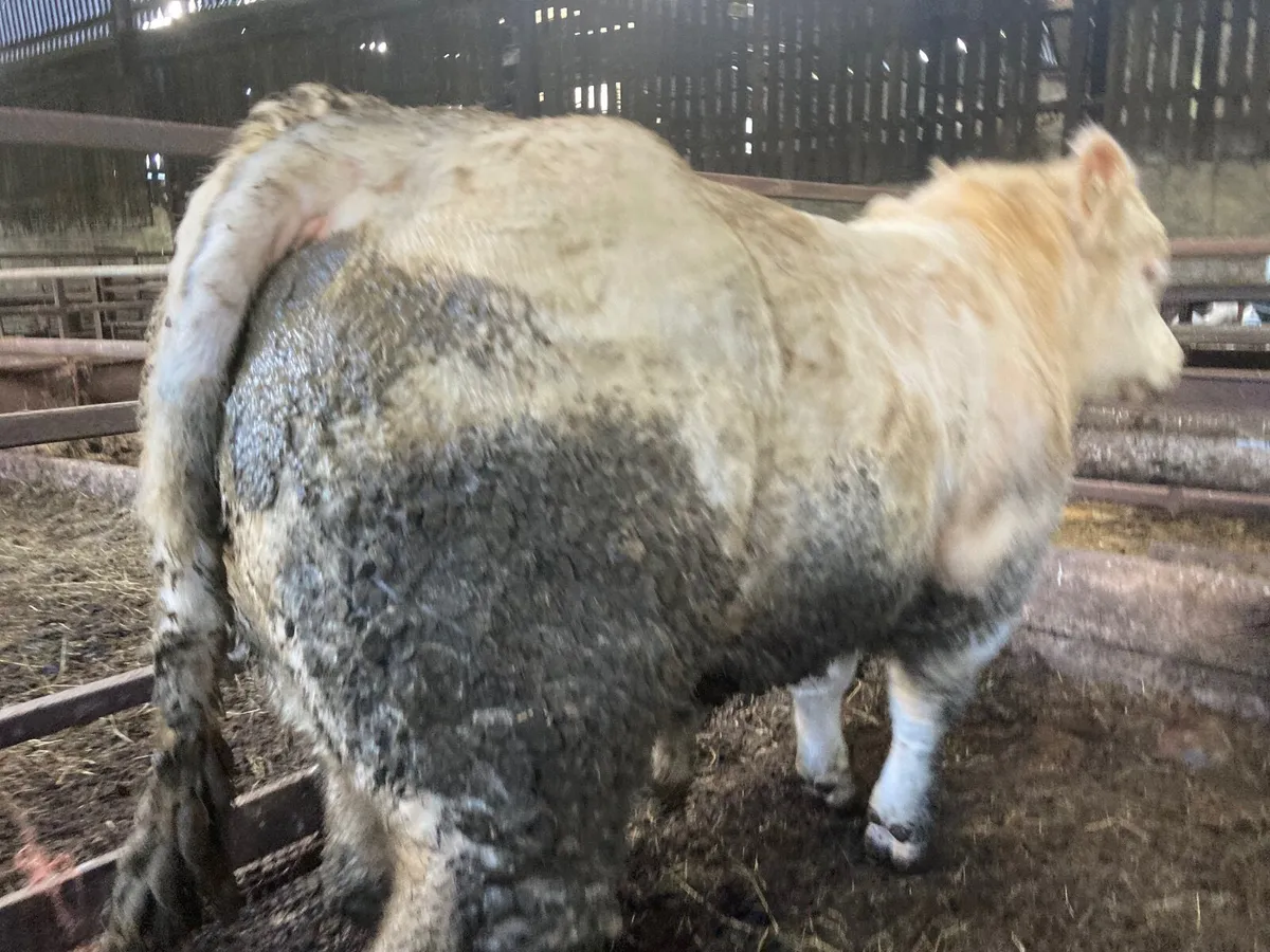 Jupiter x  Pirate Charolais  bull - Image 3