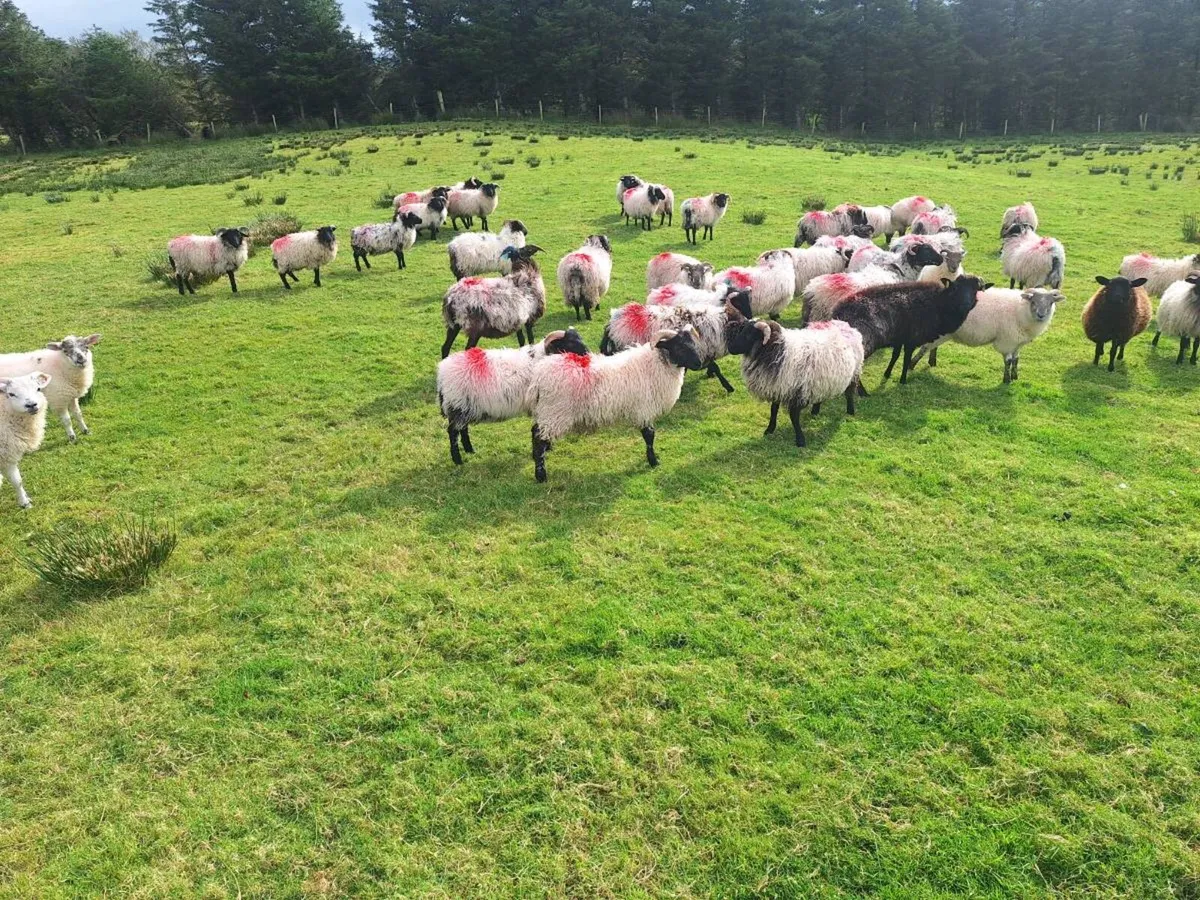 Sheep - Image 2