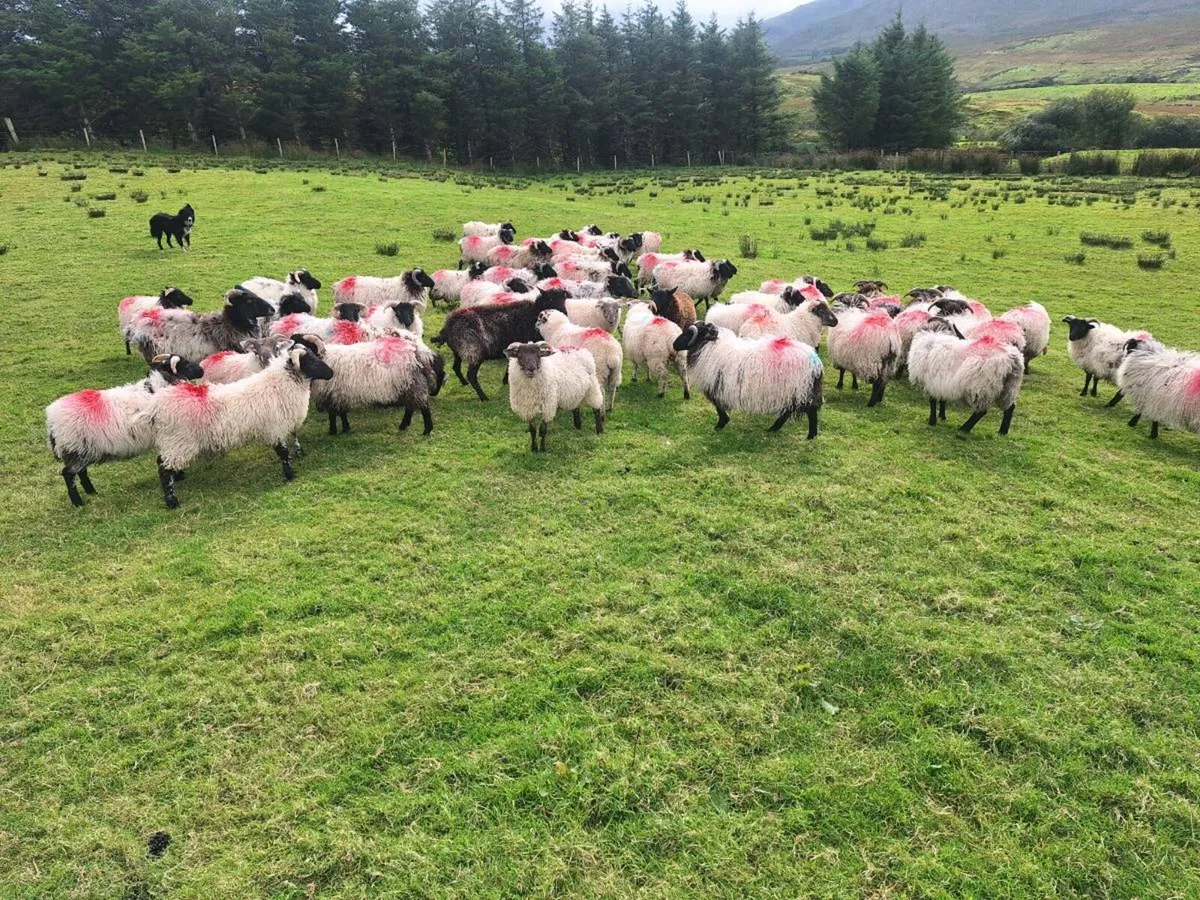 Sheep - Image 3