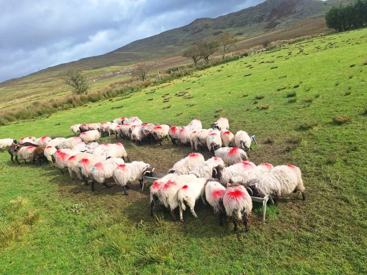 Sheep - Image 4