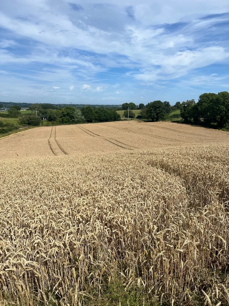 Quality wheat straw, hay, haylage,baled/pit silage - Image 3
