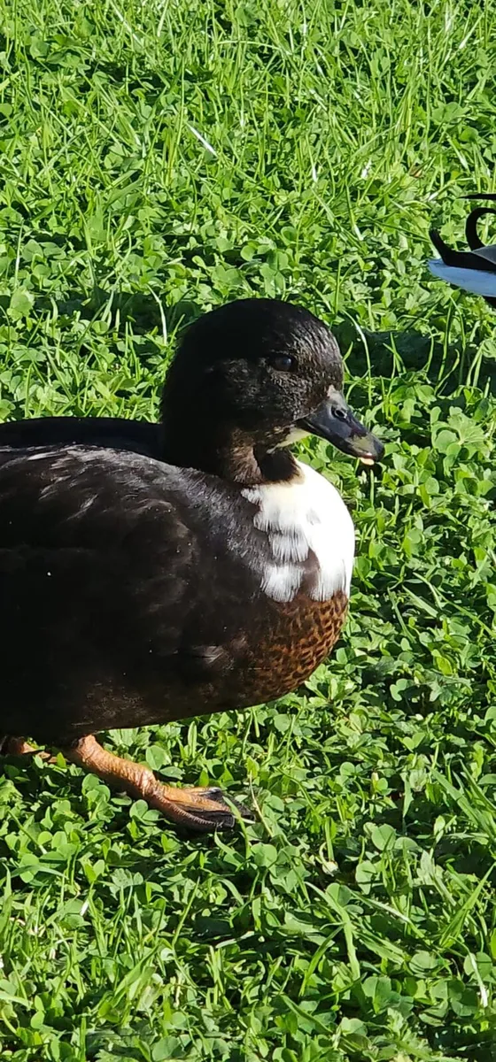 Call ducks and pekin bantams - Image 2