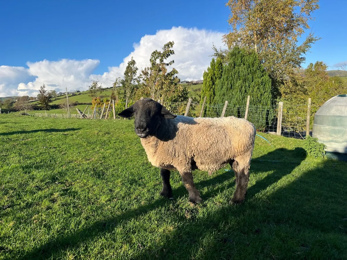 Pedigree Suffolk Ram - Image 1