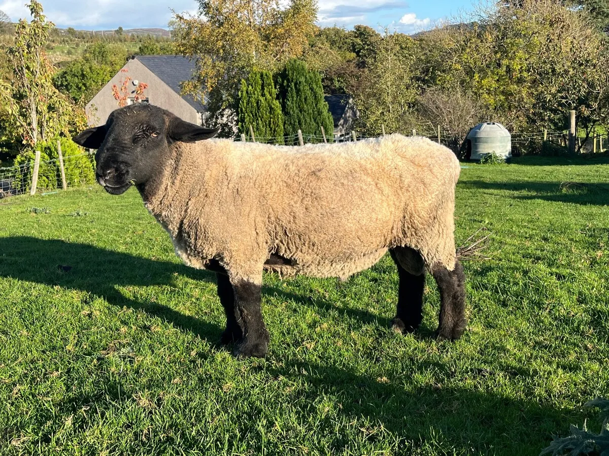 Pedigree Suffolk Ram - Image 2
