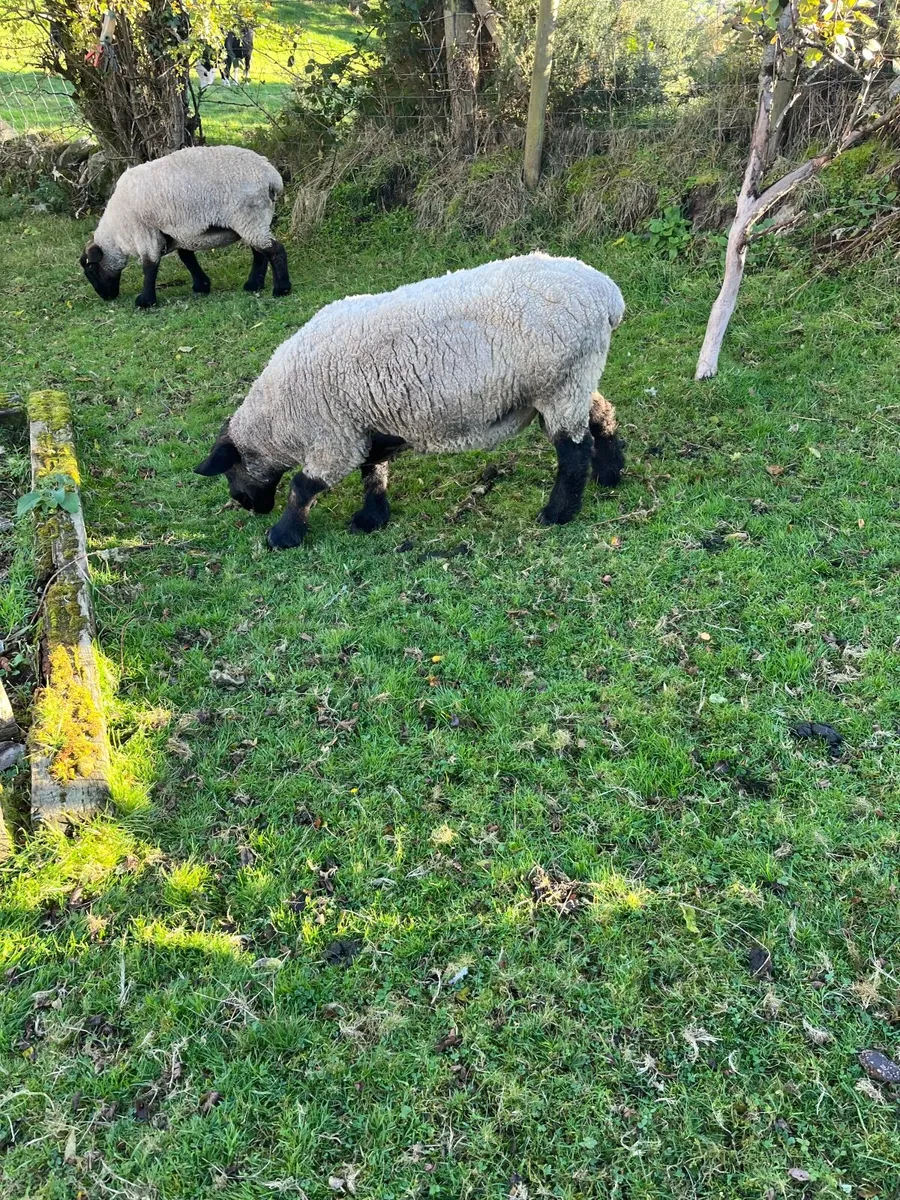 Pedigree Suffolk Ram - Image 3