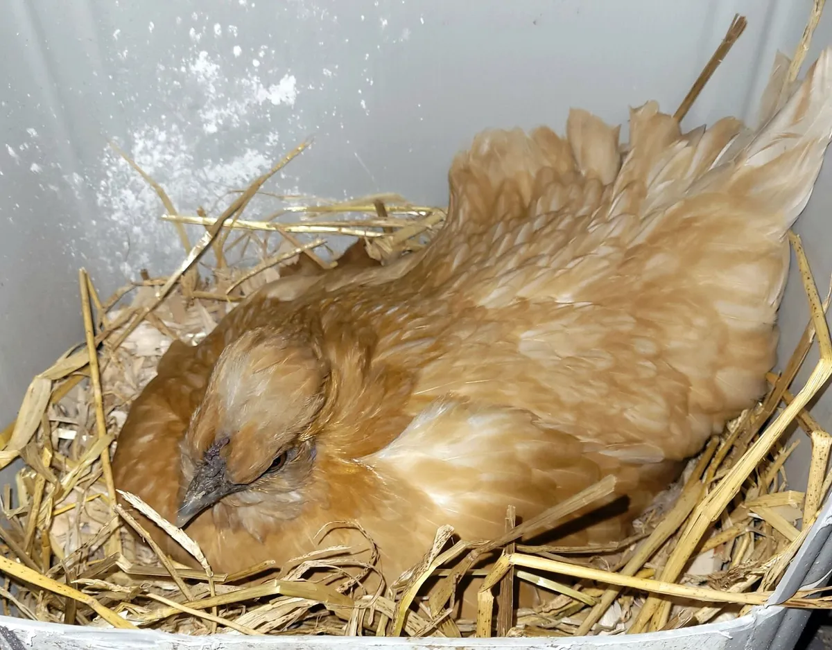 Hatching  Hen