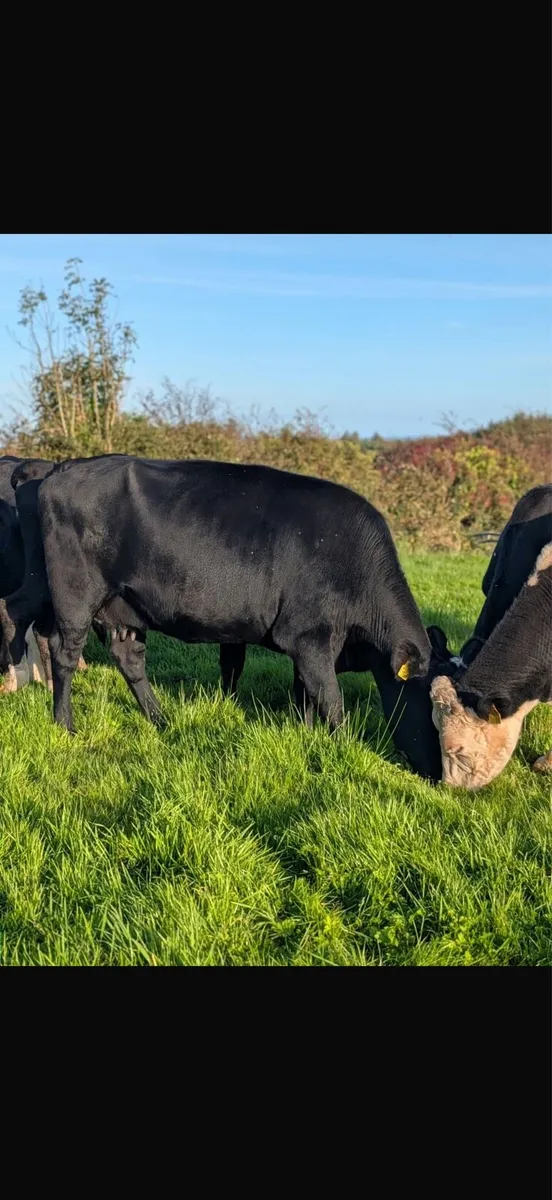 Cows and calves - Image 2