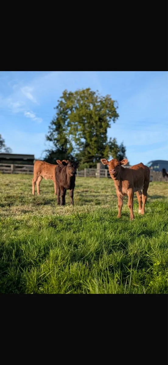 Cows and calves - Image 3