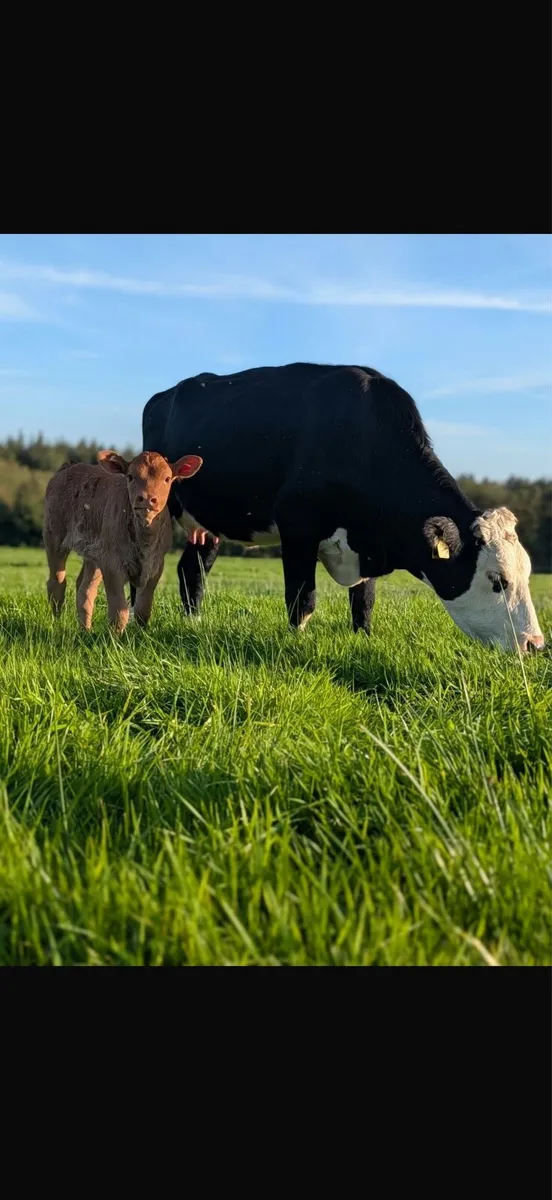 Cows and calves - Image 1