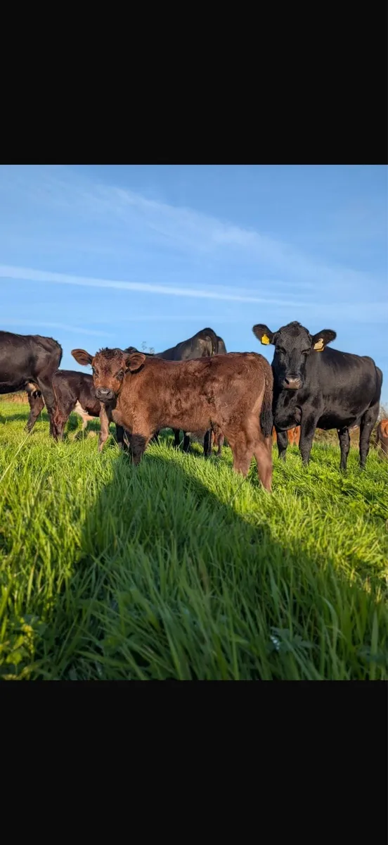 Cows and calves - Image 4