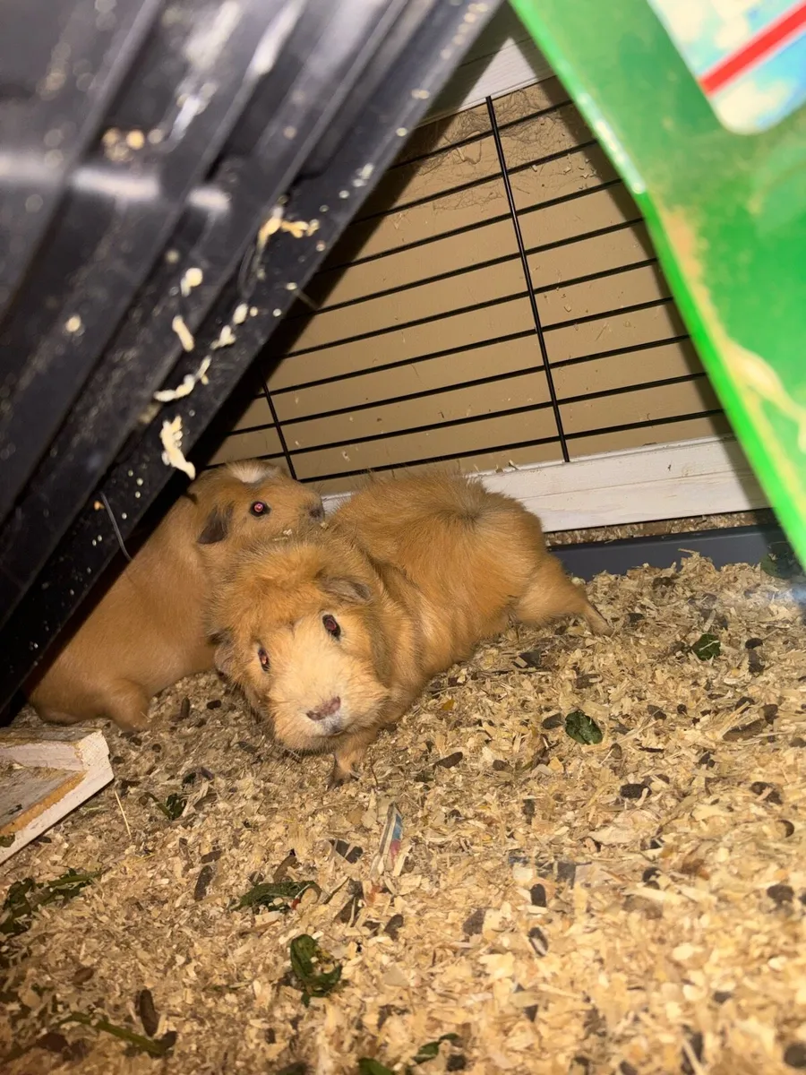 3 Guinea pigs & double story hutch - Image 2