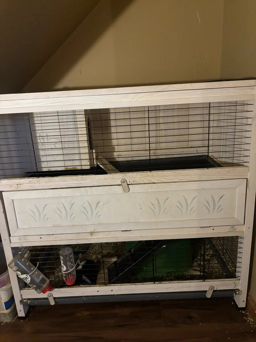 3 Guinea pigs & double story hutch - Image 3