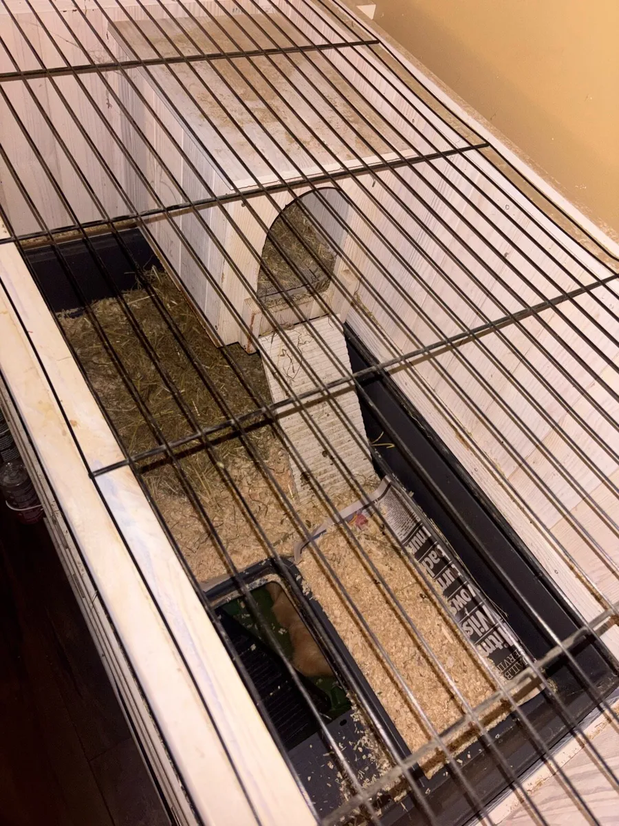 3 Guinea pigs & double story hutch - Image 4
