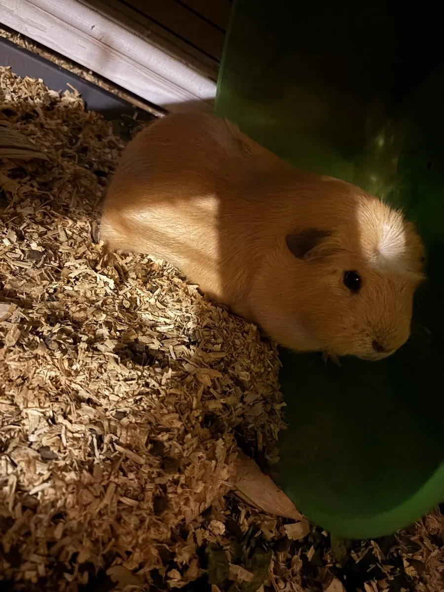 3 Guinea pigs & double story hutch - Image 1