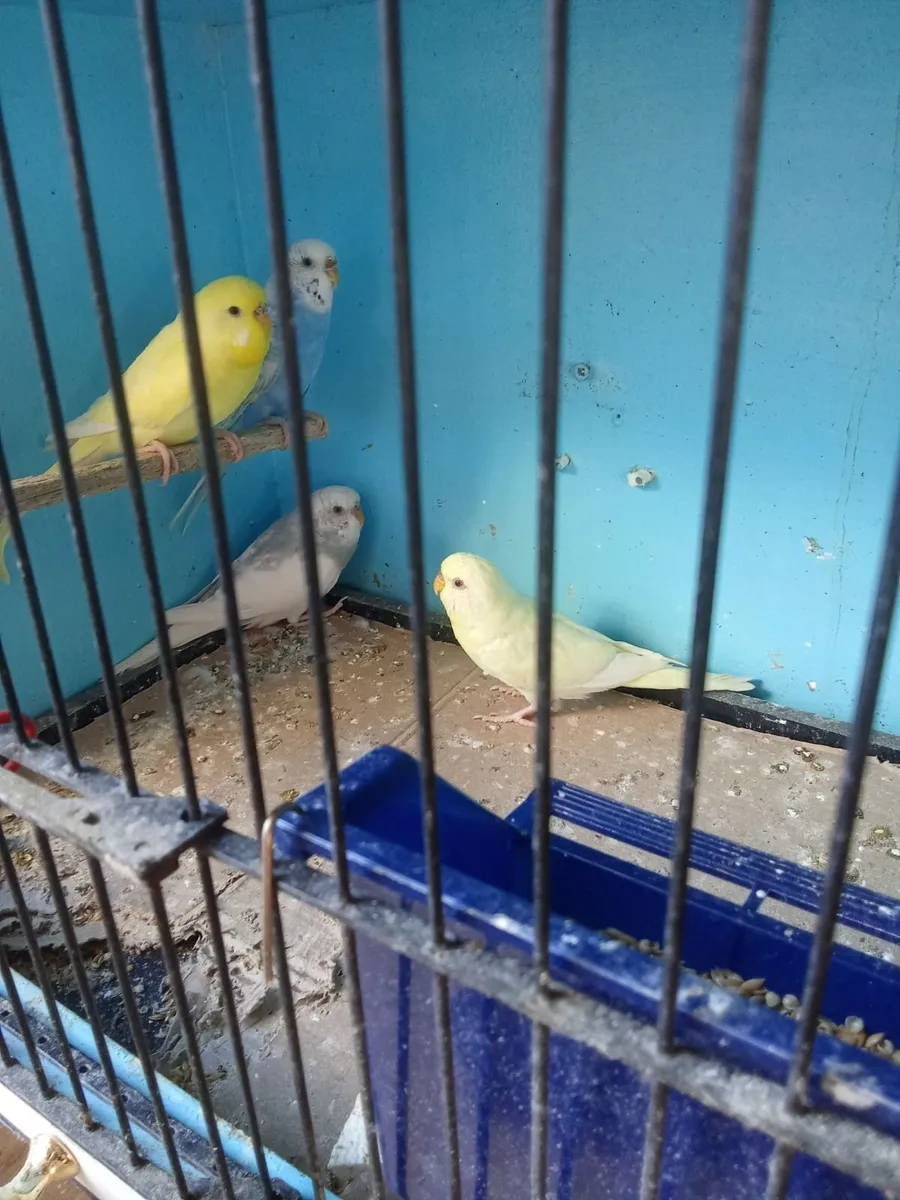 Birds - Image 1
