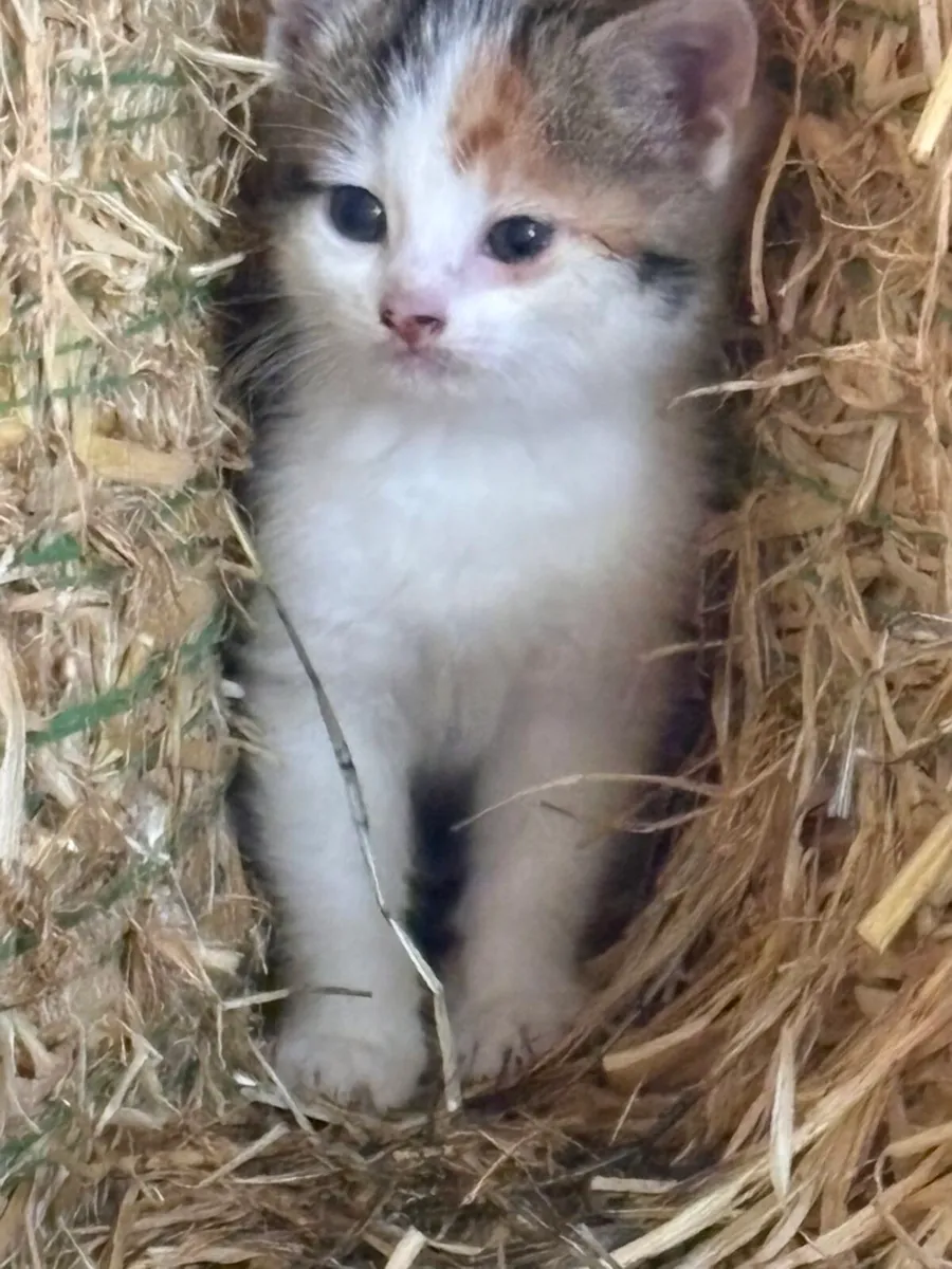 Tame farm kittens - Image 2