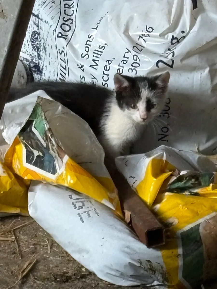 Tame farm kittens - Image 3