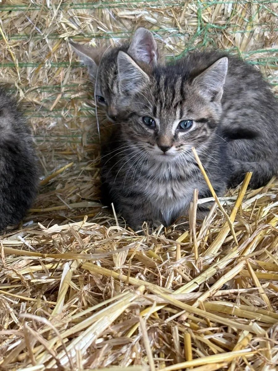 Tame farm kittens - Image 4