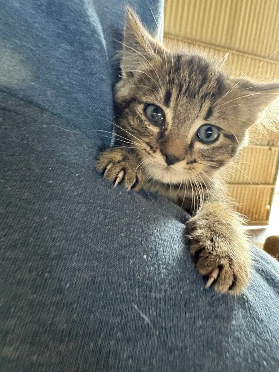 Tame farm kittens - Image 1