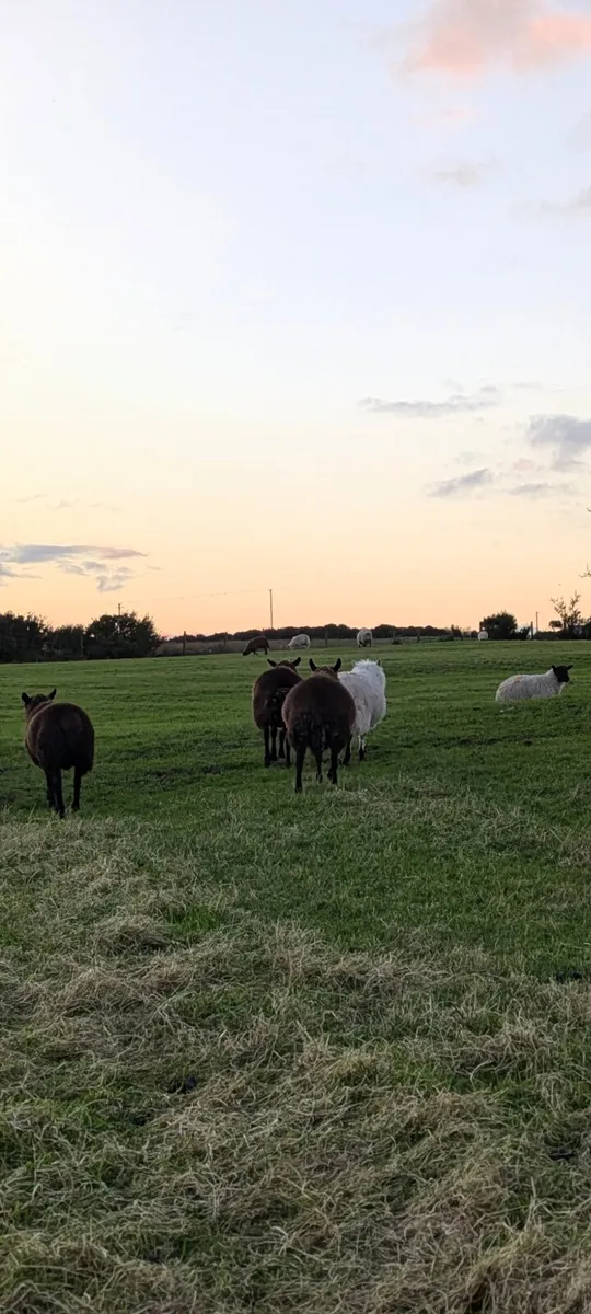 Ram lambs