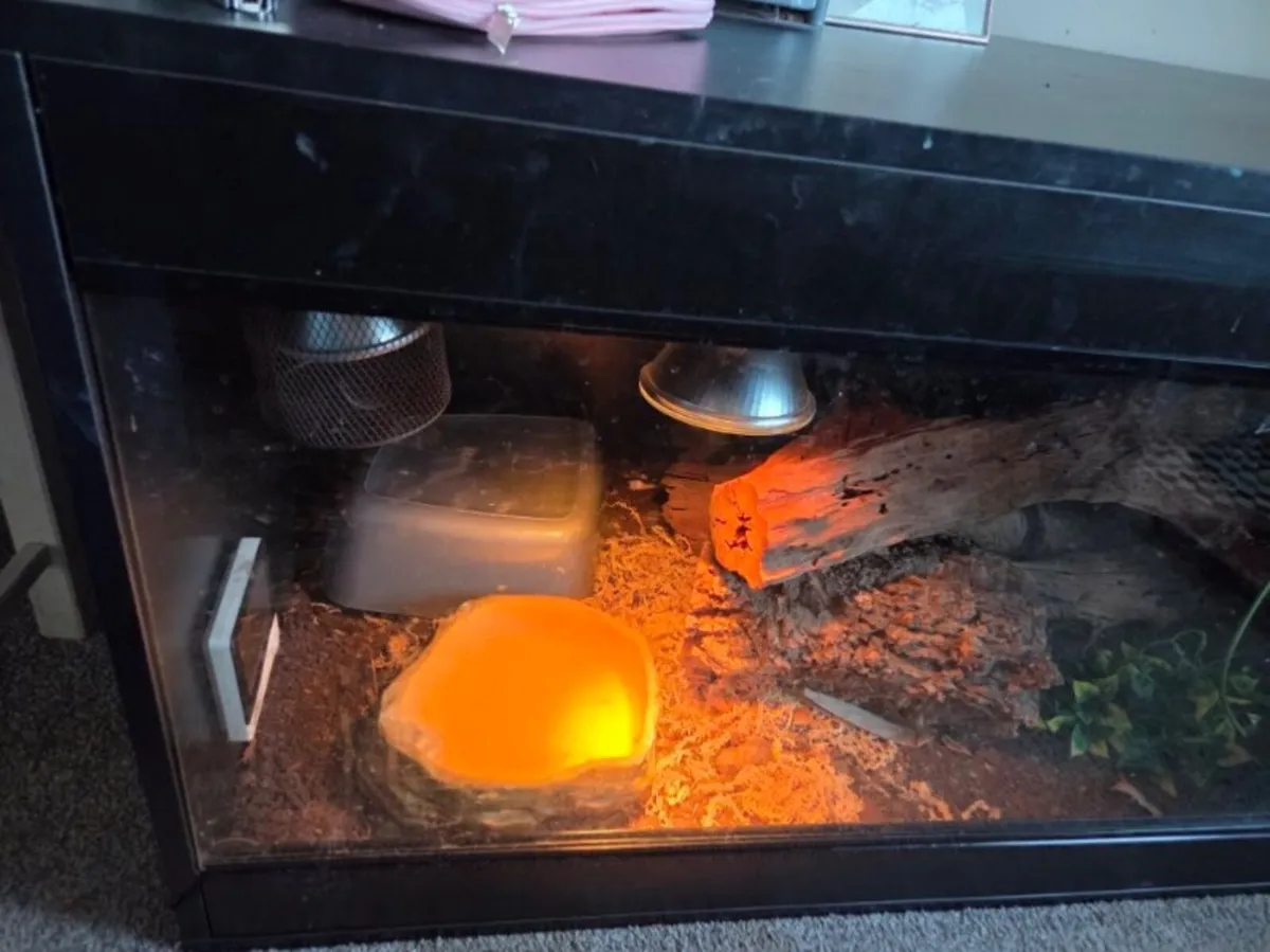 Snake and Vivarium - Image 1