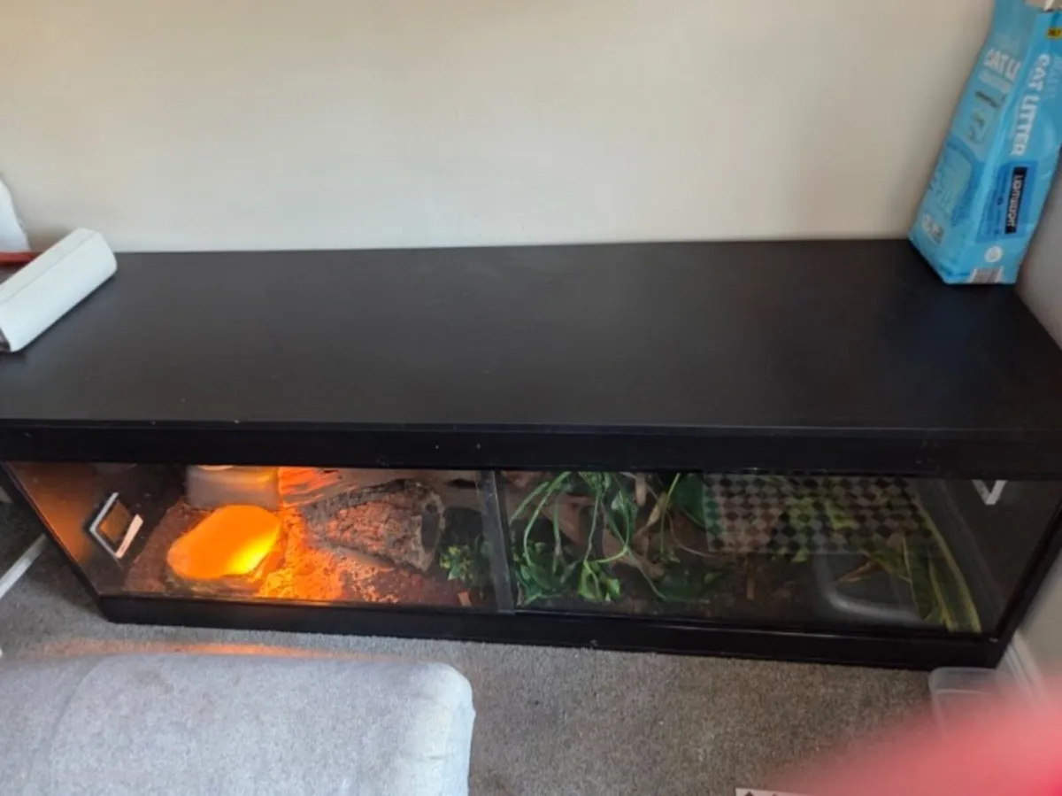 Snake and Vivarium - Image 3