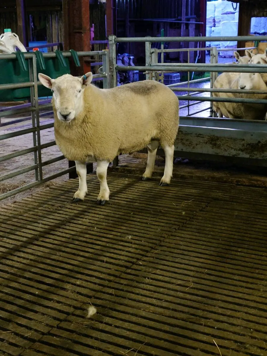 North Country Cheviot Hogget rams - Image 1