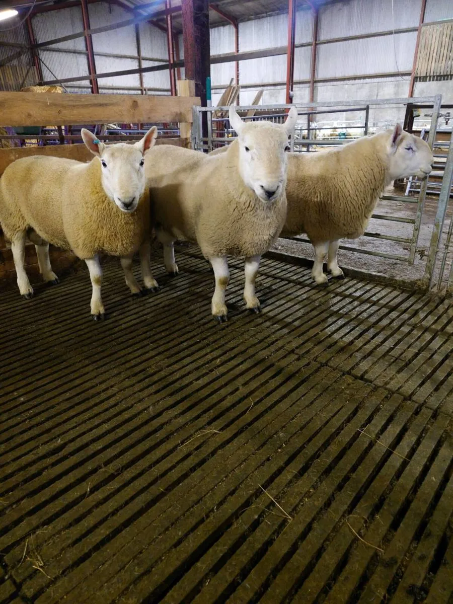 North Country Cheviot Hogget rams - Image 2