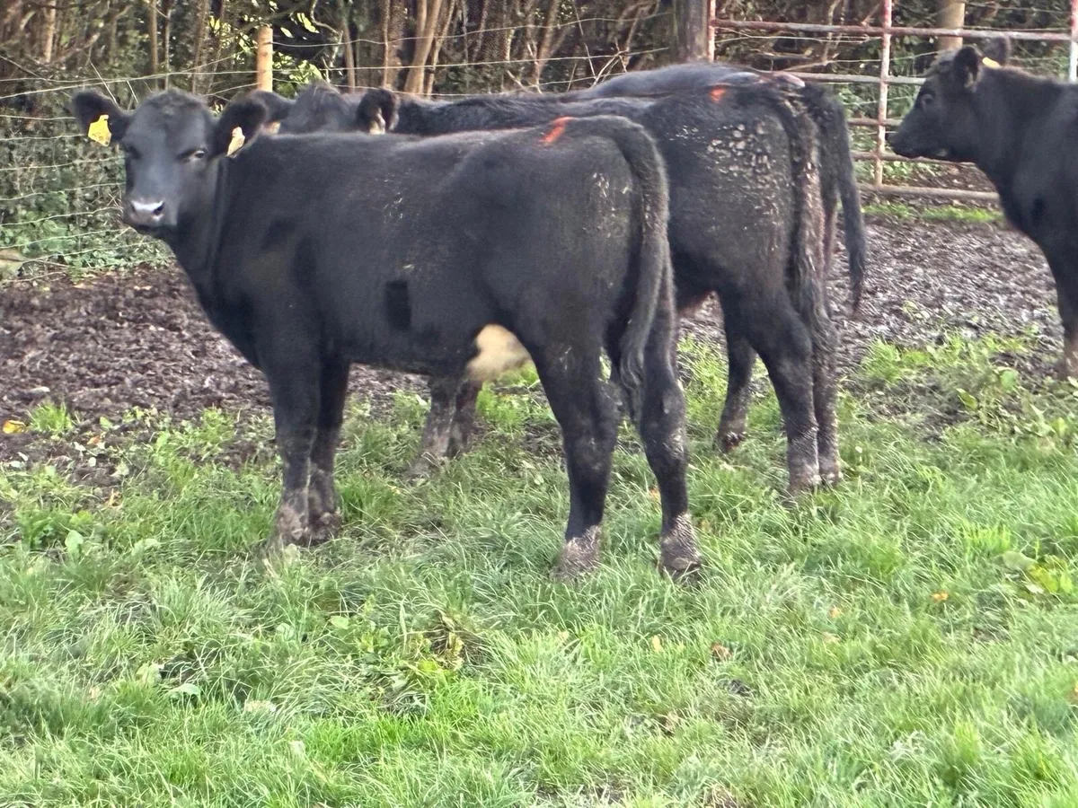 Super AA Heifer Weanlings - Image 1