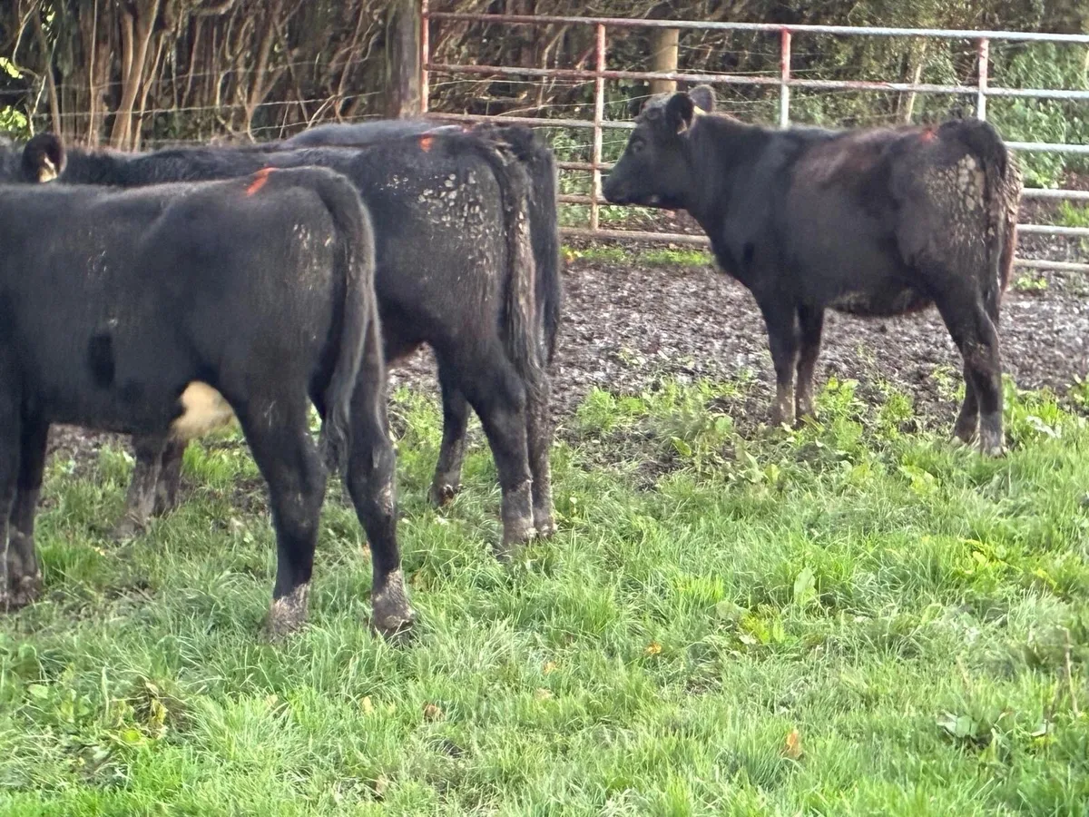 Super AA Heifer Weanlings - Image 2