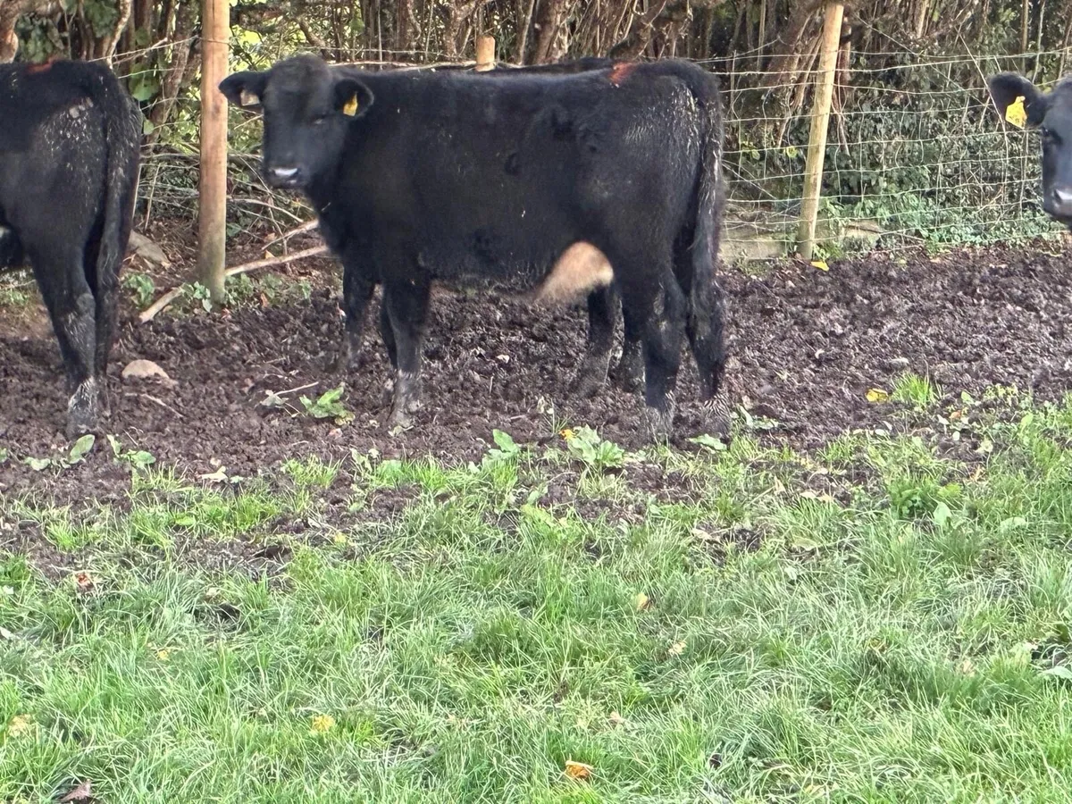 Super AA Heifer Weanlings - Image 3