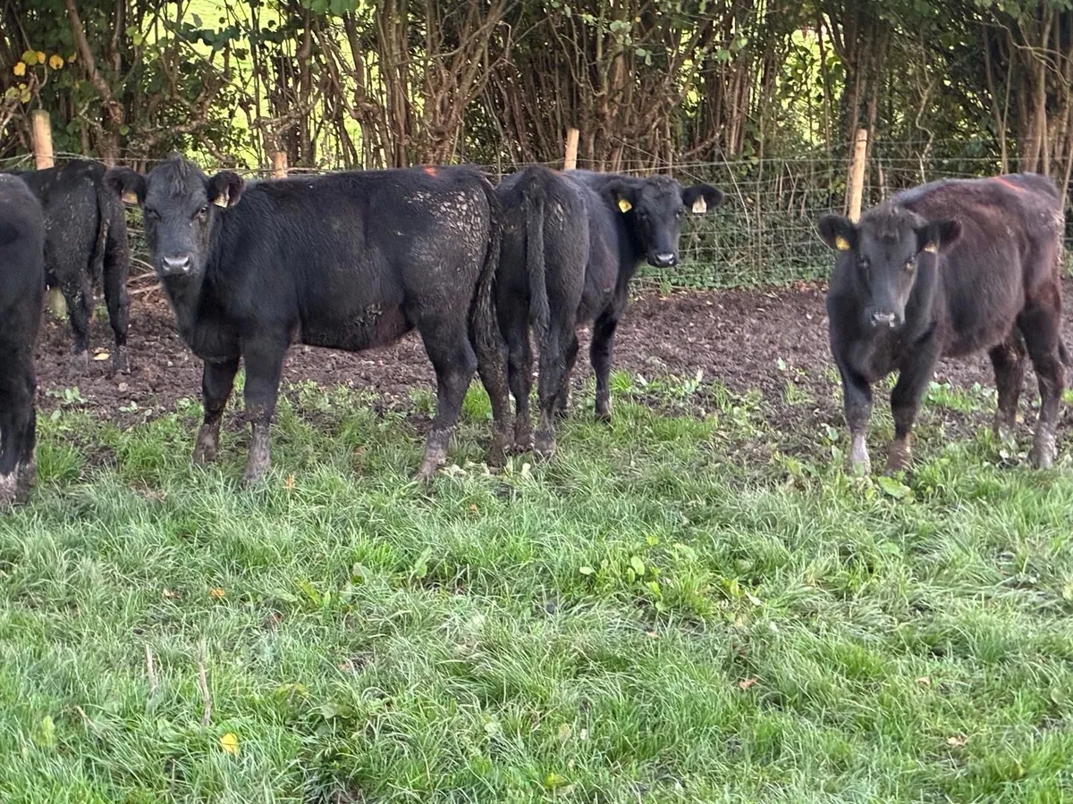 Super AA Heifer Weanlings - Image 4