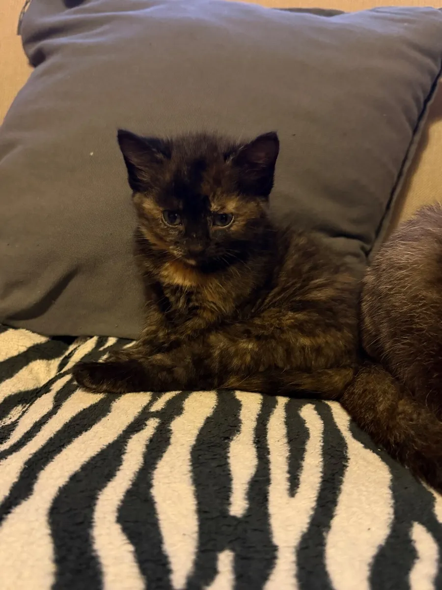🐾 4 Adorable Kittens Looking for Loving Homes - Image 3