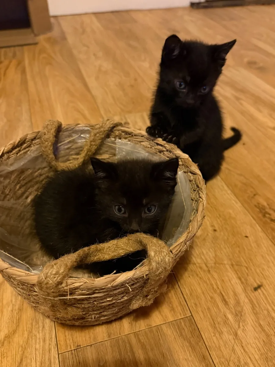 🐾 4 Adorable Kittens Looking for Loving Homes - Image 4