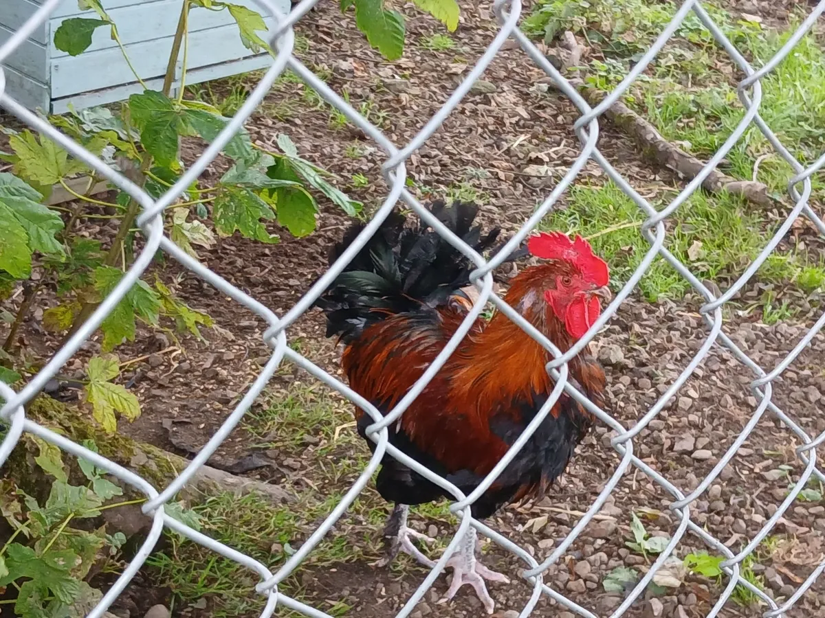 Rooster - Image 4
