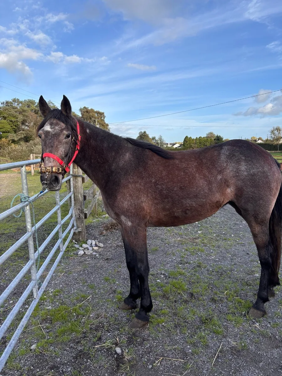 Filly - Image 1
