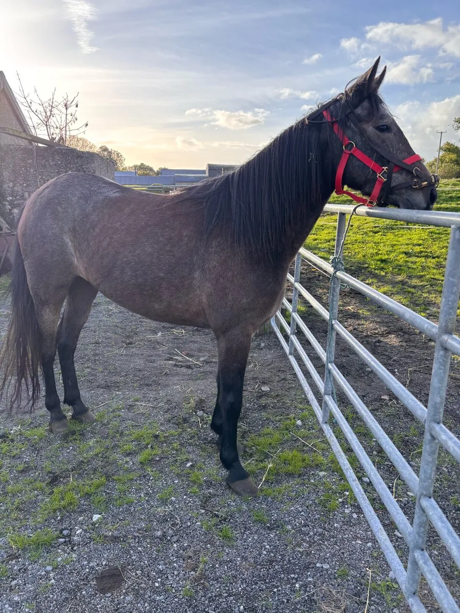 Filly - Image 2