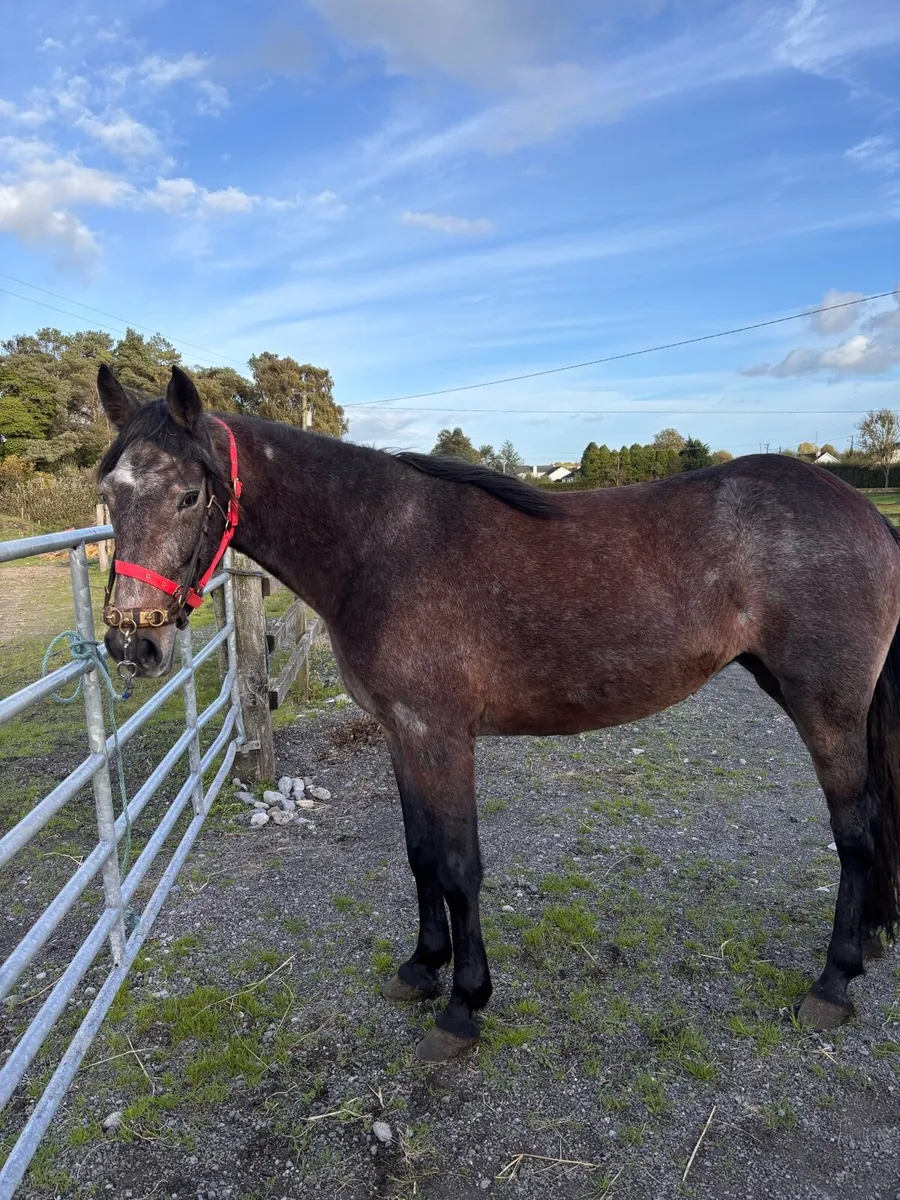 Filly - Image 3