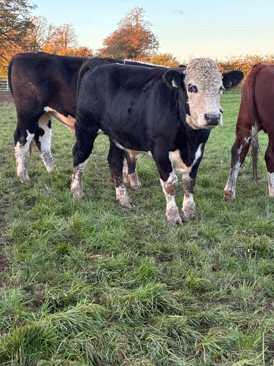 24 Hereford  bullocks - Image 2
