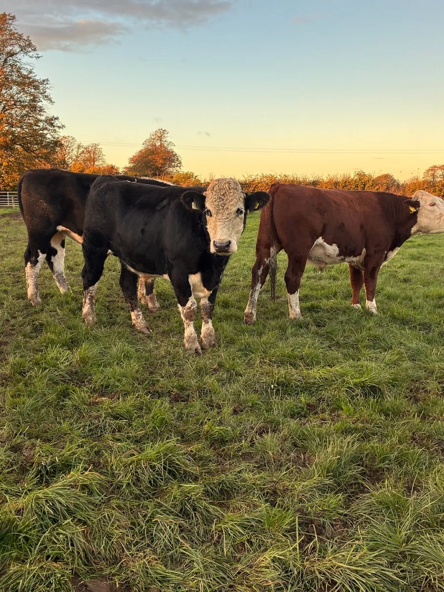 24 Hereford  bullocks - Image 1